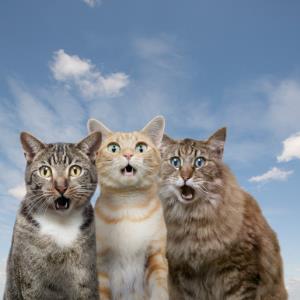 VxPoD (327) : ONE CAT POLICY FOR CITY DWELLERS?