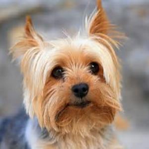 DAISY AND YORKIE - Adapted from a case created by Katarina Gerhatova - Values Exchange Community.