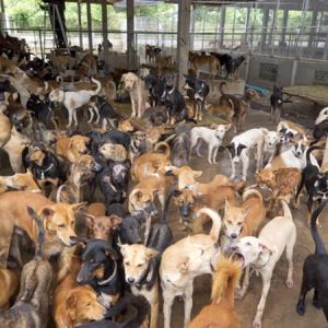 POLL OF THE DAY (81): TIME TO ADD DOG TO THE MENU?