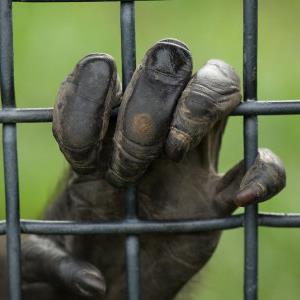 ZOOS - OK OR NOT OK?